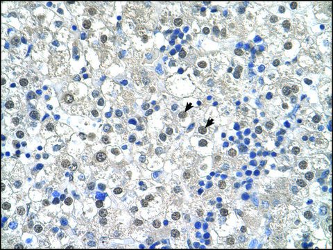 Anti-RTN2 antibody produced in rabbit IgG fraction of antiserum