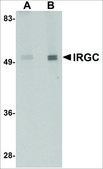Anti-IRGC antibody produced in rabbit affinity isolated antibody, buffered aqueous solution