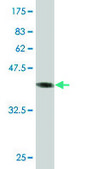Monoclonal Anti-HIST2H2AA antibody produced in mouse clone 4C10, purified immunoglobulin, buffered aqueous solution