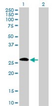 Anti-IGSF6 antibody produced in rabbit purified immunoglobulin, buffered aqueous solution