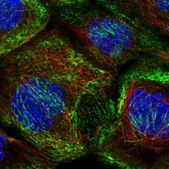 Anti-SEPT10 antibody produced in rabbit Prestige Antibodies® Powered by Atlas Antibodies, affinity isolated antibody