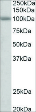 Anti-SIDT1 antibody produced in goat affinity isolated antibody, buffered aqueous solution