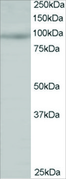 Anti-HPK1/MAP4K1 antibody produced in goat affinity isolated antibody, buffered aqueous solution