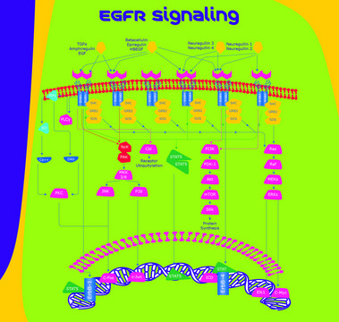 Heregulin-&#946;, EGF Domain human &#8805;80% (SDS-PAGE), recombinant, expressed in E. coli, buffered aqueous glycerol solution