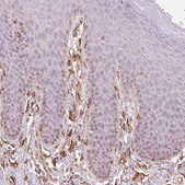 Anti-RCN3 antibody produced in rabbit Prestige Antibodies® Powered by Atlas Antibodies, affinity isolated antibody, buffered aqueous glycerol solution