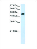 Anti-NOC4L antibody produced in rabbit affinity isolated antibody