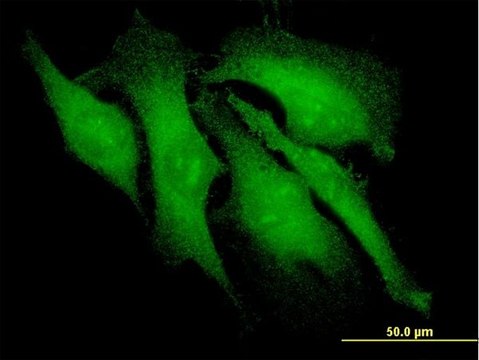 Monoclonal Anti-ARRB2 antibody produced in mouse clone 3G1, purified immunoglobulin, buffered aqueous solution