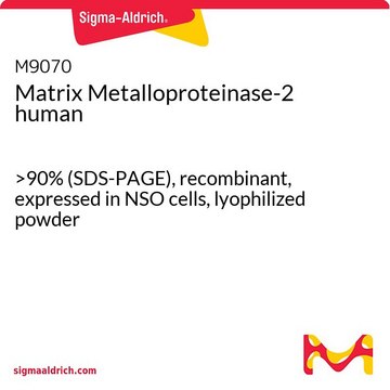 Matrix Metalloproteinase-2 human &gt;90% (SDS-PAGE), recombinant, expressed in NSO cells, lyophilized powder