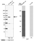 Anti-DCT antibody produced in rabbit Prestige Antibodies® Powered by Atlas Antibodies, affinity isolated antibody, buffered aqueous glycerol solution