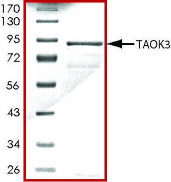 TAOK3 (1-463), active, GST tagged human PRECISIO&#174; Kinase, recombinant, expressed in baculovirus infected Sf9 cells, &#8805;70% (SDS-PAGE), buffered aqueous glycerol solution