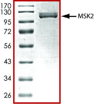 MSK2, active, GST tagged from mouse PRECISIO&#174; Kinase, recombinant, expressed in baculovirus infected Sf9 cells, &#8805;70% (SDS-PAGE), buffered aqueous glycerol solution