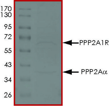 PP2A ALPHA/PPP2R1A Complex, Active recombinant