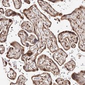 Anti-HIVEP3 antibody produced in rabbit Prestige Antibodies® Powered by Atlas Antibodies, affinity isolated antibody, buffered aqueous glycerol solution