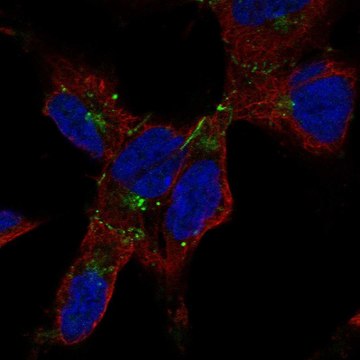 Anti-GJA1 antibody produced in rabbit Prestige Antibodies&#174; Powered by Atlas Antibodies, affinity isolated antibody