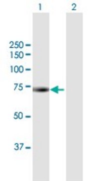 Anti-BIRC3 antibody produced in mouse purified immunoglobulin, buffered aqueous solution