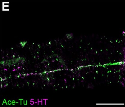 Anti-Serotonin antibody produced in rabbit whole antiserum