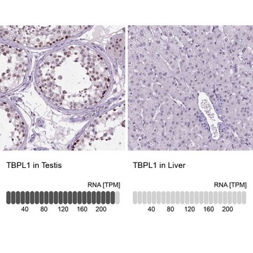 Anti-TBPL1 antibody produced in rabbit Prestige Antibodies&#174; Powered by Atlas Antibodies, affinity isolated antibody, buffered aqueous glycerol solution