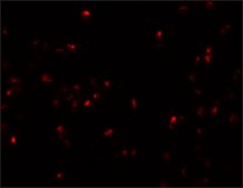 Anti-SCRN2 antibody produced in rabbit affinity isolated antibody, buffered aqueous solution