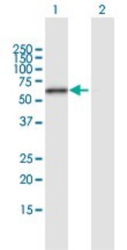 Anti-ERO1L antibody produced in mouse purified immunoglobulin, buffered aqueous solution