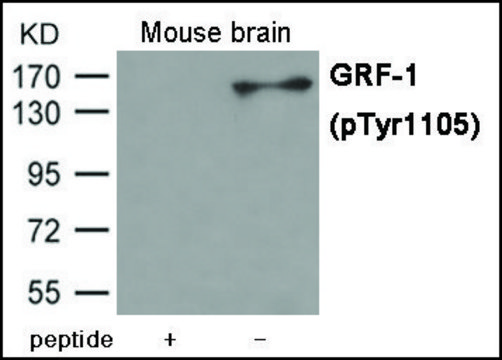 Anti-phospho-GRF-1 (pTyr1105) antibody produced in rabbit affinity isolated antibody