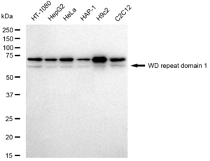 KD-Validated Anti WD repeat domain 1 Antibody, clone 23GB4720, Rabbit Monoclonal clone 23GB4720, recombinant rabbit monoclonal, expressed in HEK293 cells