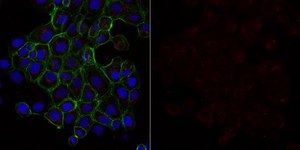 Anti-VEGF Antibody, Alexa Fluor™ 647 Conjugate from rabbit, ALEXA FLUOR™ 647
