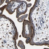 Anti-DNAJC5 antibody produced in rabbit Prestige Antibodies® Powered by Atlas Antibodies, affinity isolated antibody, buffered aqueous glycerol solution