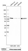 Anti-NSRP1 antibody produced in rabbit Prestige Antibodies® Powered by Atlas Antibodies, affinity isolated antibody, buffered aqueous glycerol solution