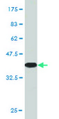 Monoclonal Anti-CAMLG, (N-terminal) antibody produced in mouse clone 3F12, purified immunoglobulin, buffered aqueous solution