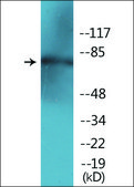 Anti-phospho-SP1 (pThr453) antibody produced in rabbit affinity isolated antibody