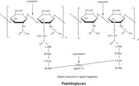Lysozyme from chicken egg white free of DNA contaminants, suitable for Microbiome research, lyophilized powder, protein ≥90%, ≥40,000 units/mg protein