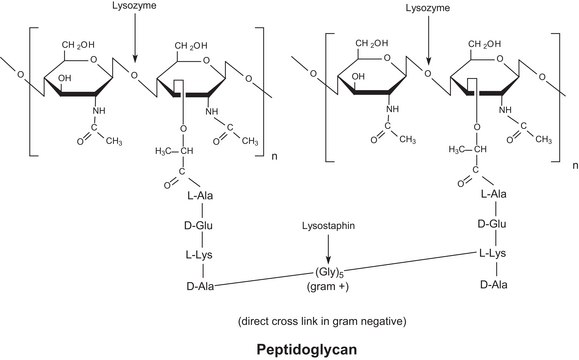 Lysozyme 来源于鸡蛋白 lyophilized powder, protein &#8805;90&#160;%, &#8805;40,000&#160;units/mg protein