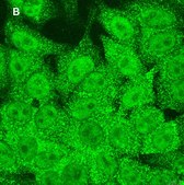 Anti-STAT1 (alpha &amp; beta) clone 3G14 ZooMAb® Rabbit Monoclonal recombinant, expressed in HEK 293 cells