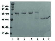 Procathepsin K human recombinant, expressed in E. coli, ≥95% (SDS-PAGE)