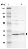 Anti-PSMA6 antibody produced in rabbit Prestige Antibodies® Powered by Atlas Antibodies, affinity isolated antibody, buffered aqueous glycerol solution