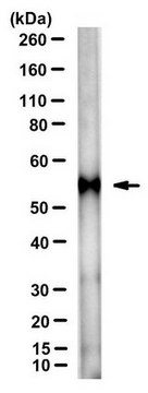 Anti-IDO-2 Antibody, clone 4-3 clone 4-3, from mouse