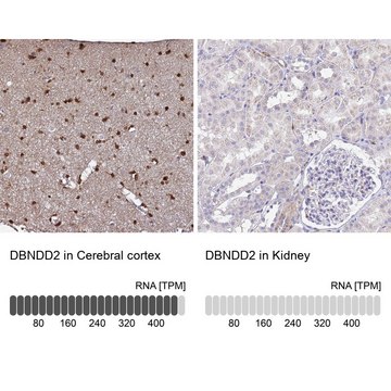 Anti-DBNDD2 antibody produced in rabbit Prestige Antibodies&#174; Powered by Atlas Antibodies, affinity isolated antibody, buffered aqueous glycerol solution