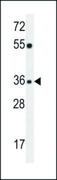 ANTI-KLF14 (C-TERM) antibody produced in rabbit IgG fraction of antiserum, buffered aqueous solution