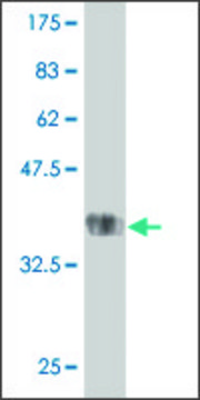 Monoclonal Anti-TMPRSS13 antibody produced in mouse clone 4F7, purified immunoglobulin, buffered aqueous solution