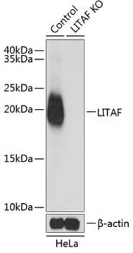 Anti-LITAF antibody produced in rabbit