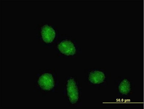 Anti-TRIM28 antibody produced in mouse purified immunoglobulin, buffered aqueous solution