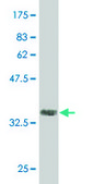 Monoclonal Anti-CAND1 antibody produced in mouse clone 2D7, purified immunoglobulin, buffered aqueous solution