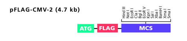 pFLAG-CMV-2 Expression Vector shuttle vector for intracellular transient expression of N-terminal Met-FLAG