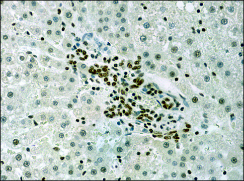 Anti-acetyl-Histone H3 (Ac-Lys9) antibody produced in rabbit 2-2.5&#160;mg/mL, affinity isolated antibody, buffered aqueous solution