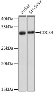 Anti-CDC34 Antibody, clone 1P10A8, Rabbit Monoclonal