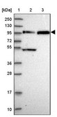 Anti-FAM160B1 antibody produced in rabbit Prestige Antibodies® Powered by Atlas Antibodies, affinity isolated antibody, buffered aqueous glycerol solution