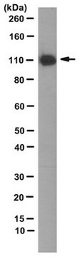 Anti-TrpC3, clone 10H6 Antibody clone 10H6, from mouse