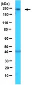 Anti-NuMA1 Antibody from rabbit, purified by affinity chromatography