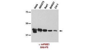 Anti-PME1 Antibody, clone 8A6-F8 clone 8A6-F8, from mouse