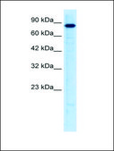 Anti-UHRF2 antibody produced in rabbit affinity isolated antibody
